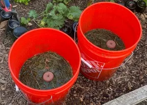 20260726-TIL of the Mosquito Bucket of Doom.png