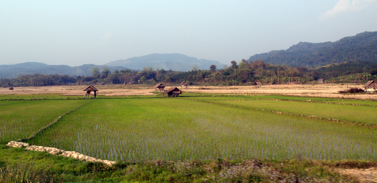 Rice fields in northern Laos|640